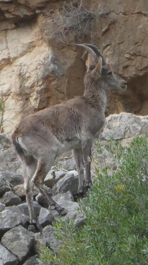 La Rueda Apartamentos Rurales Chulilla Eksteriør bilde